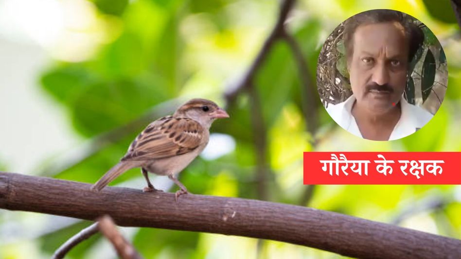 Jamal Sheikh saving sparrows for years now  Jamal Sheikh saving sparrows for years now