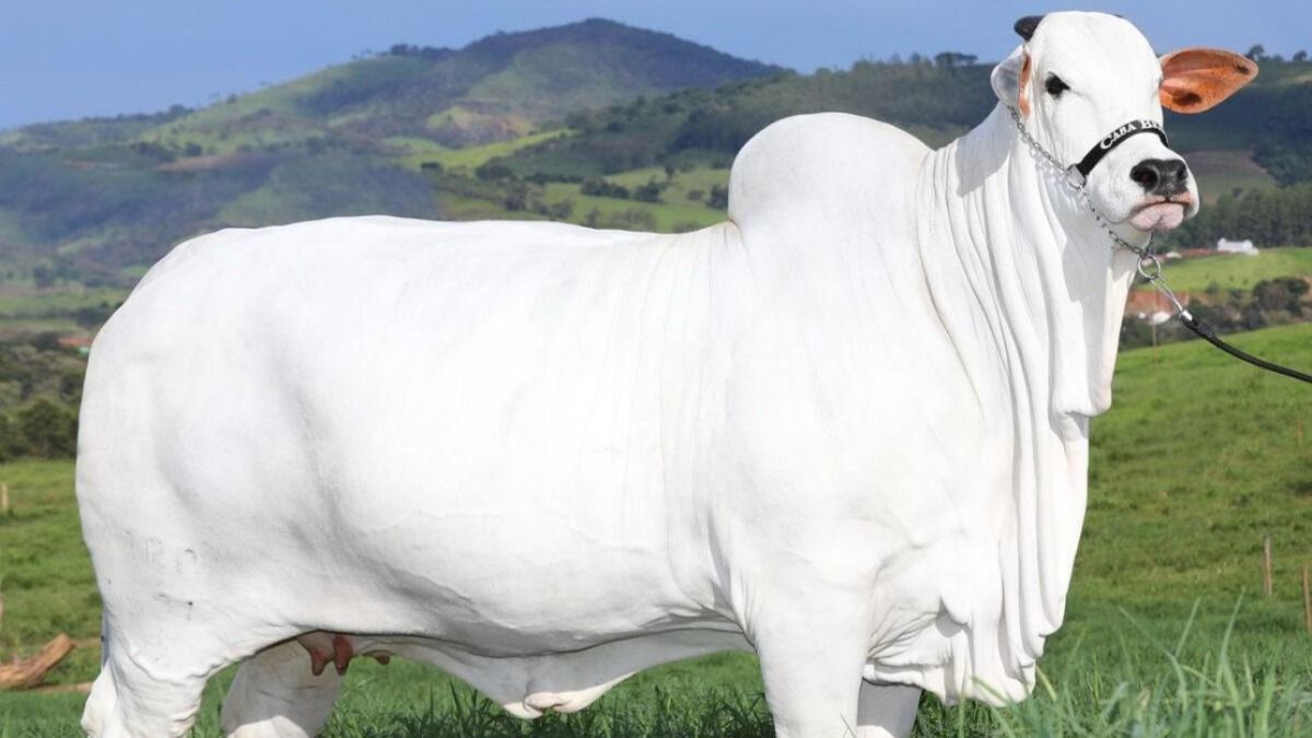 Most expensive cow (Photo: Twitter/@ikaveri) Most expensive cow (Photo: Twitter/@ikaveri)