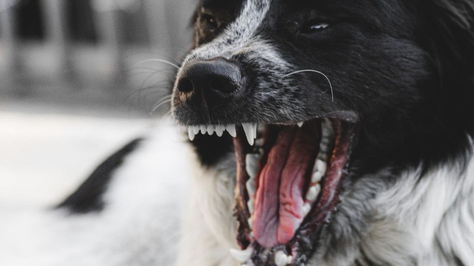 Dogs Banned in UP (Photo: Pixabay) Dogs Banned in UP (Photo: Pixabay)
