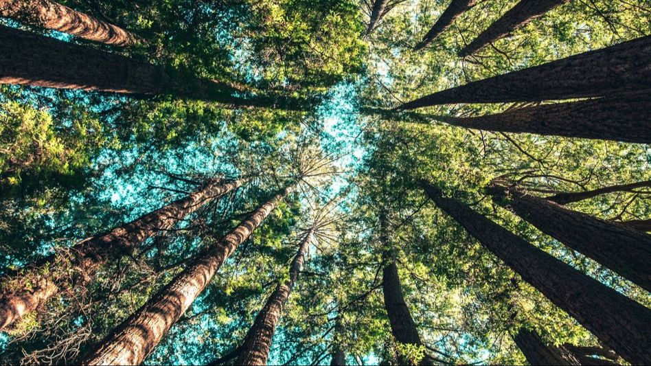 Trees Plantation in Delhi (Photo: Unsplash) Trees Plantation in Delhi (Photo: Unsplash)