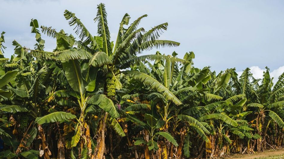 Banana Farming (Representational Photo: Unsplash) Banana Farming (Representational Photo: Unsplash)