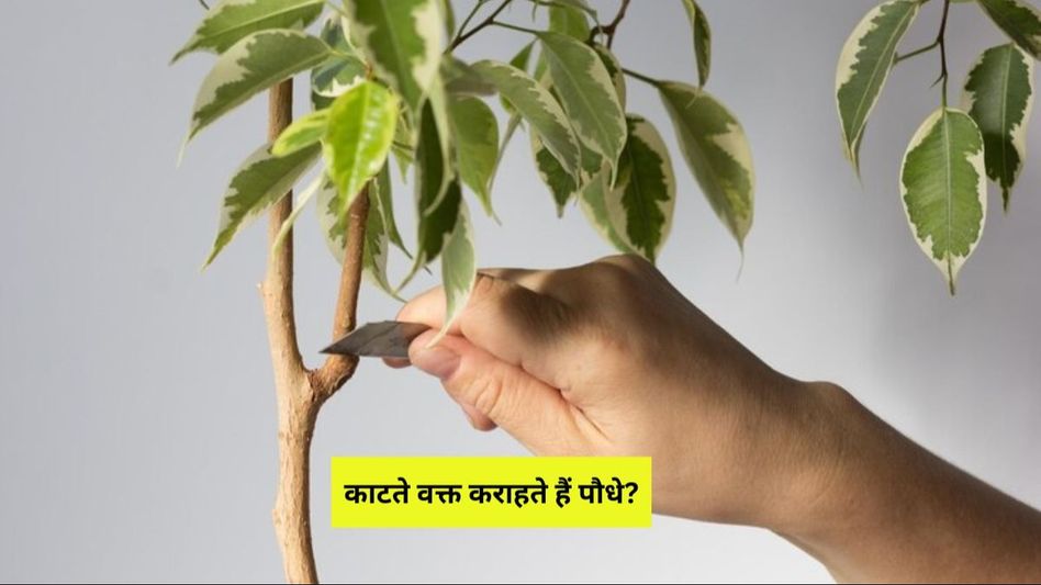 Plants Cry when cut Plants Cry when cut