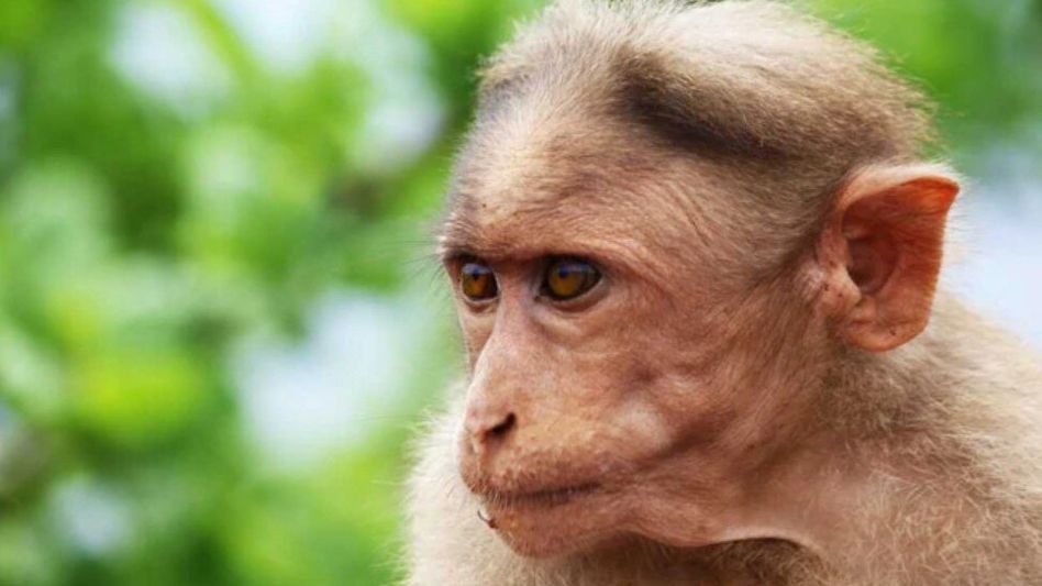 B Virus spread from Wild Monkey B Virus spread from Wild Monkey