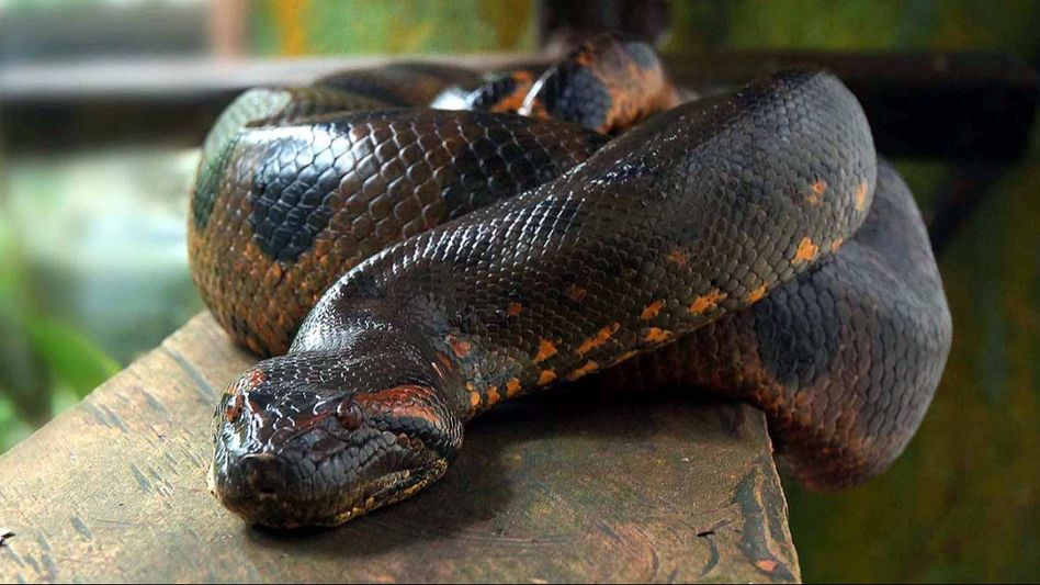 Vasuki Snake Vasuki Snake