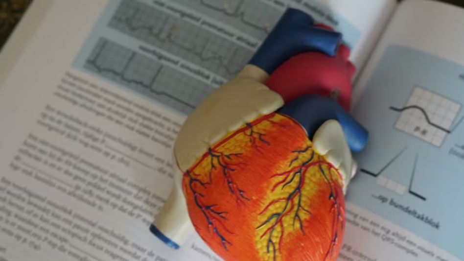 Organ Donation (Photo-Unsplash) Organ Donation (Photo-Unsplash)