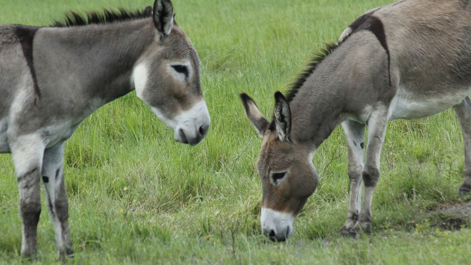 Donkey Farm (Photo: Unsplash). Donkey Farm (Photo: Unsplash).