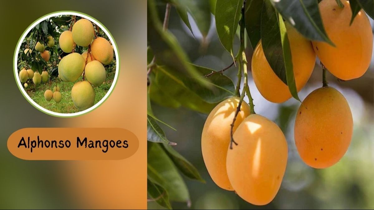 Alphonso mango Alphonso mango
