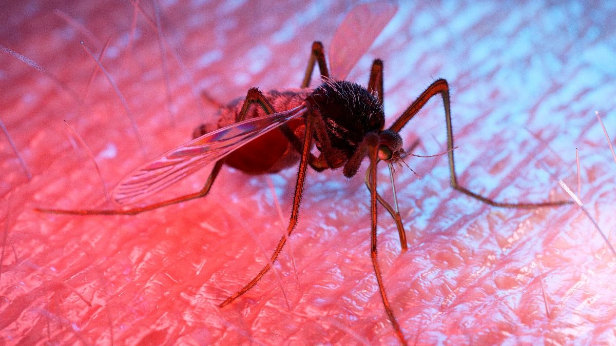 Mosquito (Photo: PTI) Mosquito (Photo: PTI)