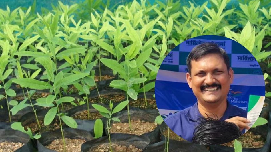 Sandalwood Farming Sandalwood Farming