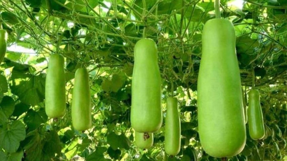 How to grow lauki at home How to grow lauki at home