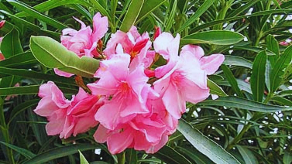 Oleander Flowers banned in Kerala Temples Oleander Flowers banned in Kerala Temples
