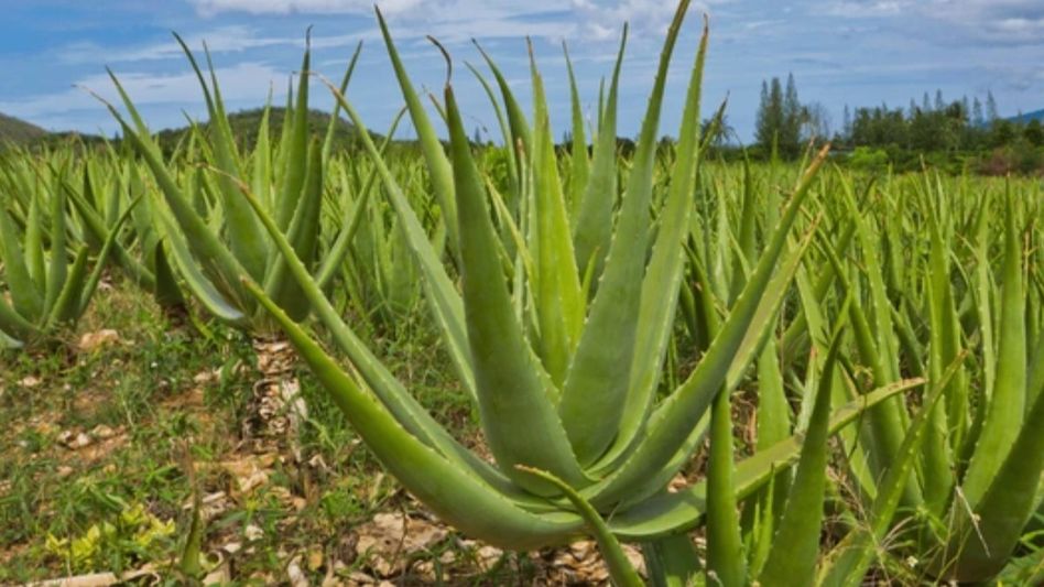 Aloevera Farming Aloevera Farming