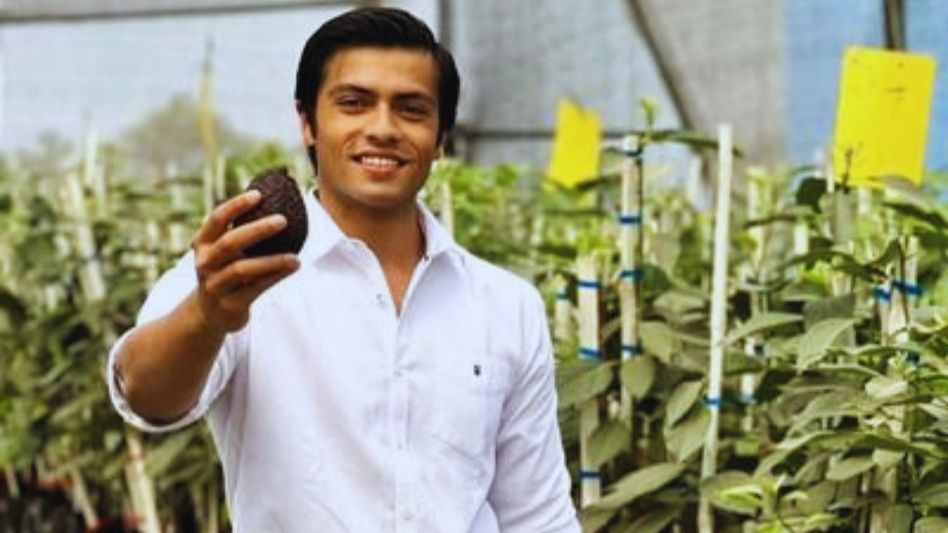 Avocado Farming (Photo: Twitter/@indoisraelavo) Avocado Farming (Photo: Twitter/@indoisraelavo)