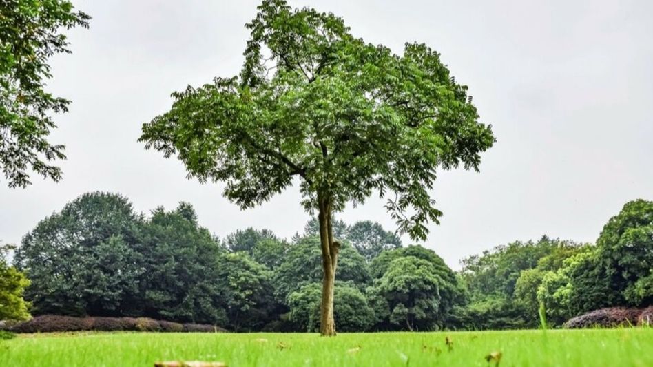 Planting trees Planting trees