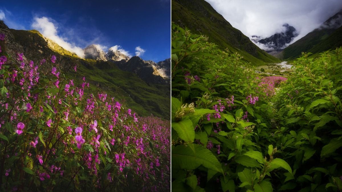 Valley of Flowers (Photo: Facebook) Valley of Flowers (Photo: Facebook)