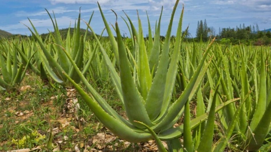 Aloevera Farming Aloevera Farming