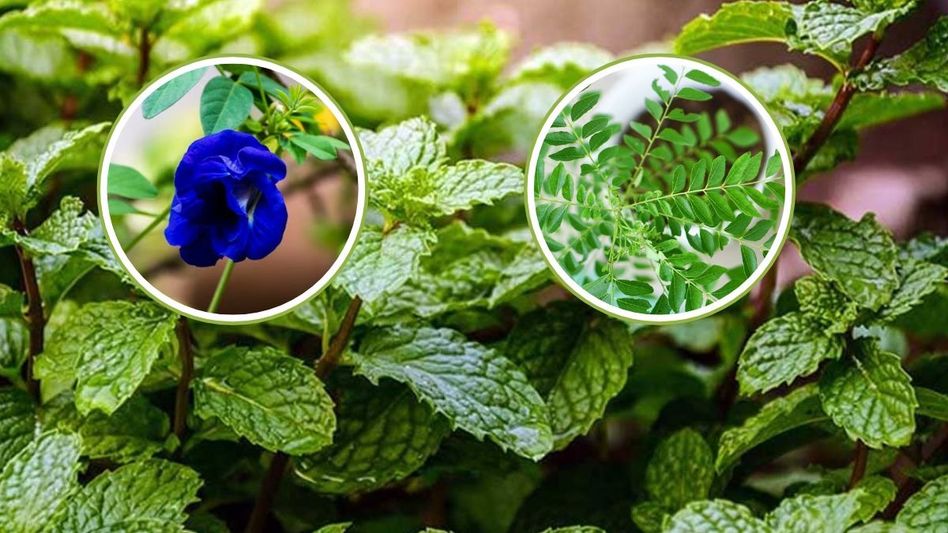 Monsoon Plants Monsoon Plants