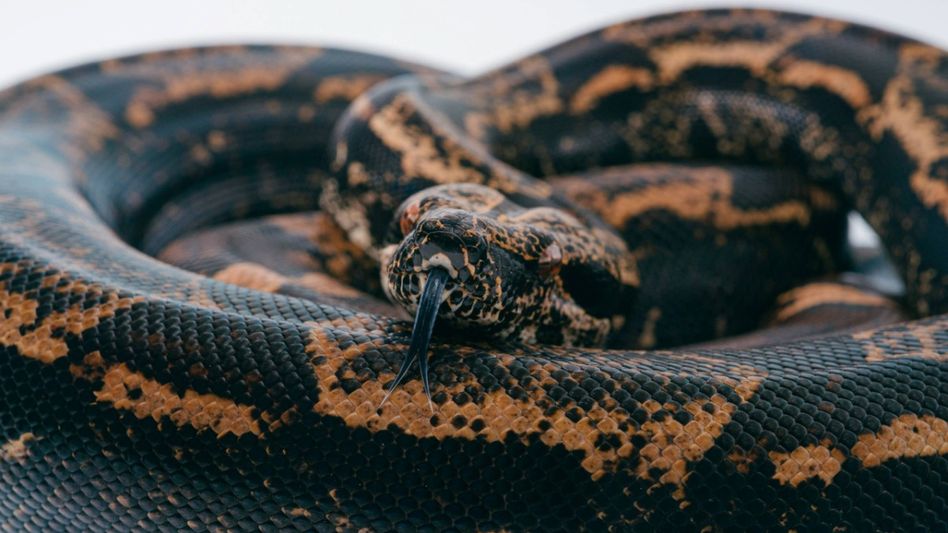 Snake (Photo-Unsplash) Snake (Photo-Unsplash)