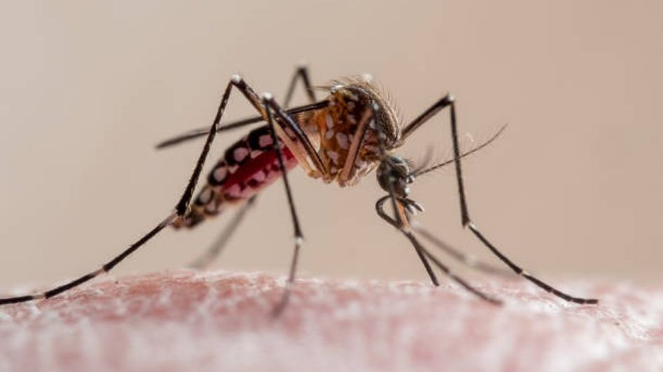 Mosquito Biting (Representative Images/Getty Images) Mosquito Biting (Representative Images/Getty Images)