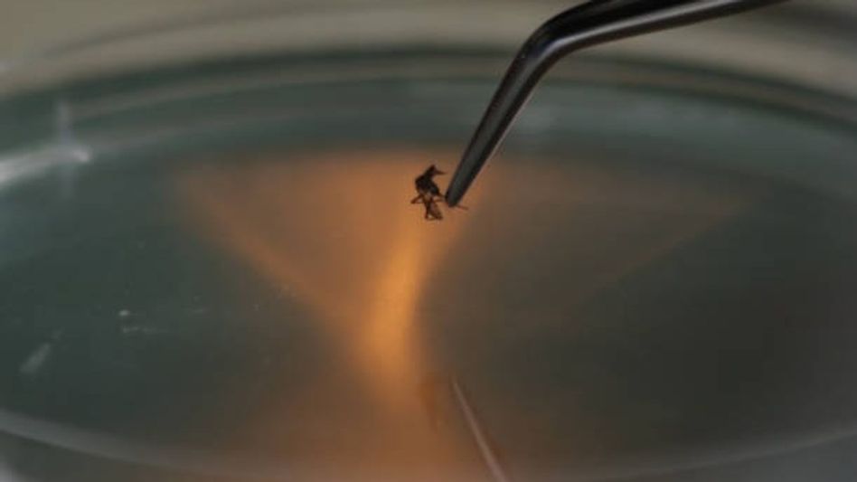 Dengue in Delhi (Representative Image/Getty Images) Dengue in Delhi (Representative Image/Getty Images)