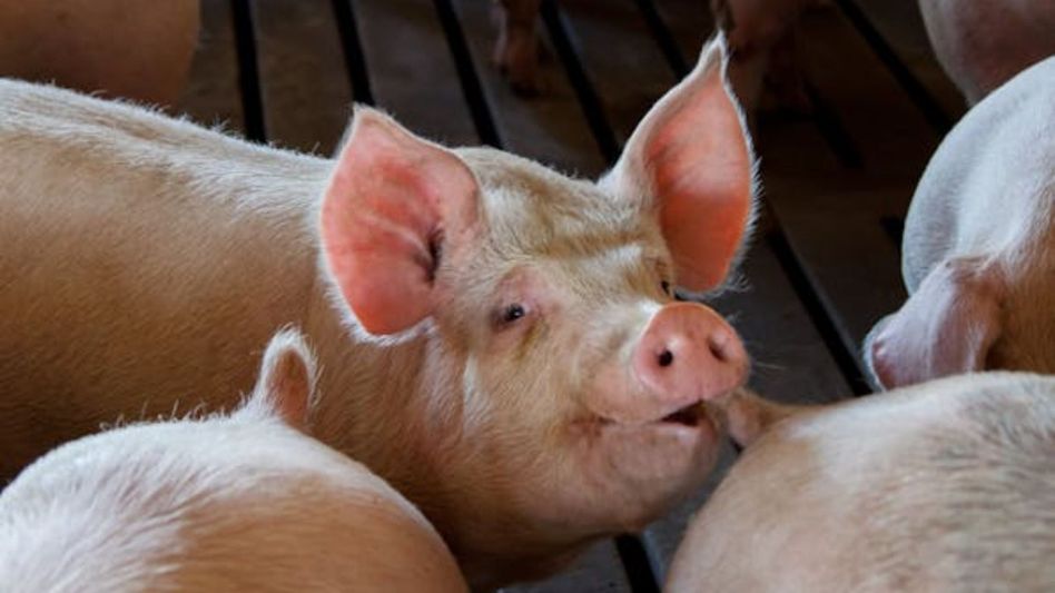 African Swine Fever outbreak African Swine Fever outbreak