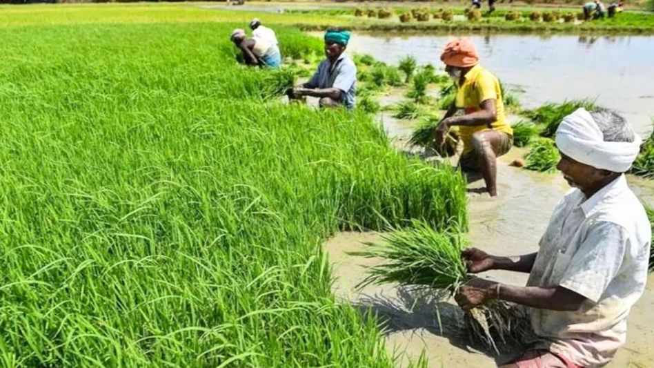 Kharif Crops (Representative Image) Kharif Crops (Representative Image)