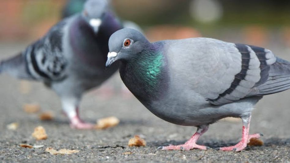 Pigeons (Representative Image/Getty Images) Pigeons (Representative Image/Getty Images)