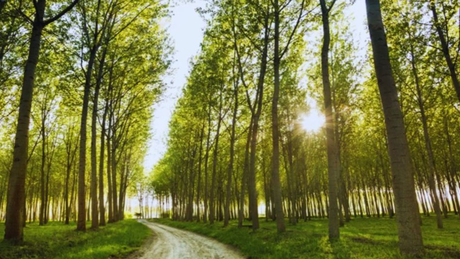 Chandigarh to make Tree Map (Representational Image) Chandigarh to make Tree Map (Representational Image)