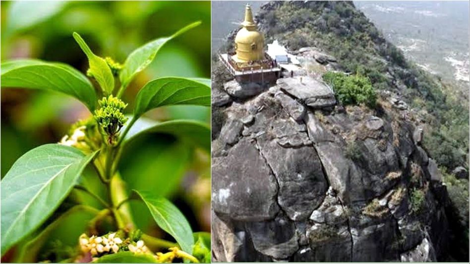 Bramhayoni Hill, Diabetes, Medicinal Plant Bramhayoni Hill, Diabetes, Medicinal Plant