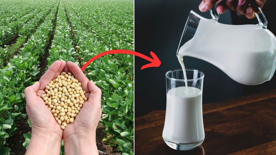 Soybean Farming and Processing (Representational Photo) Soybean Farming and Processing (Representational Photo)