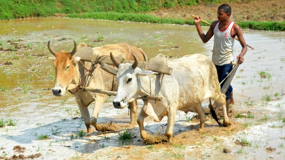 Farmer (File Photo: PTI) Farmer (File Photo: PTI)