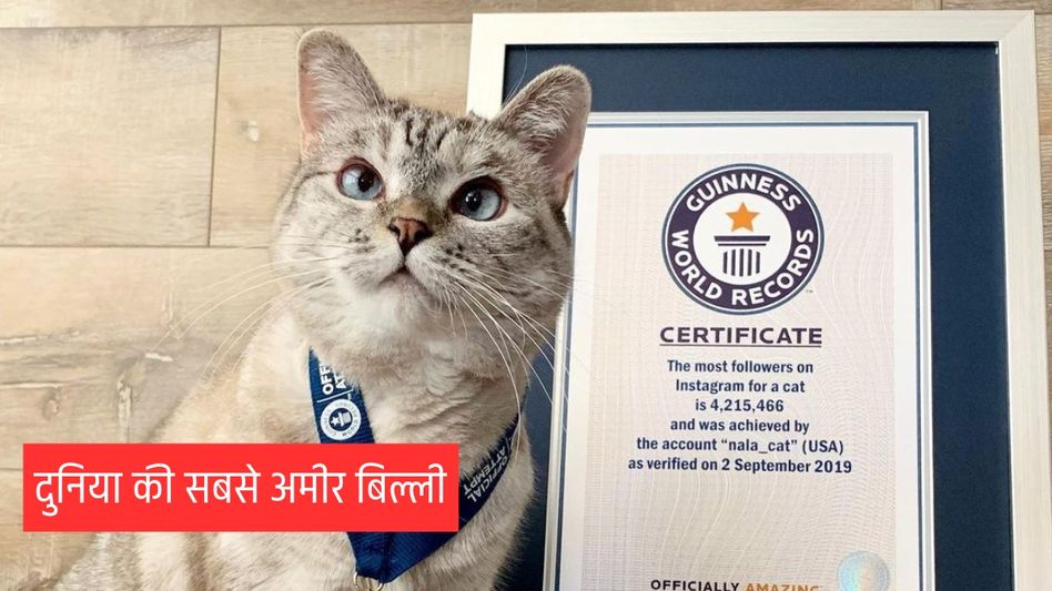 World's Richest Cat, Nala (Photo: Instagram/@nala_cat) World's Richest Cat, Nala (Photo: Instagram/@nala_cat)