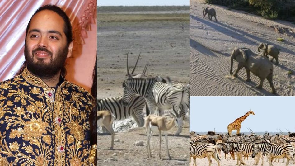 Namibia Wildlife Crisis: नामीबिया में हाथी-घोड़ा, भैंस-जेबरा को मारकर खाने  का आदेश, जंगली जानवरों को बचाने के लिए आगे आई Anant Ambani की Vantara,  राष्ट्रपति ...
