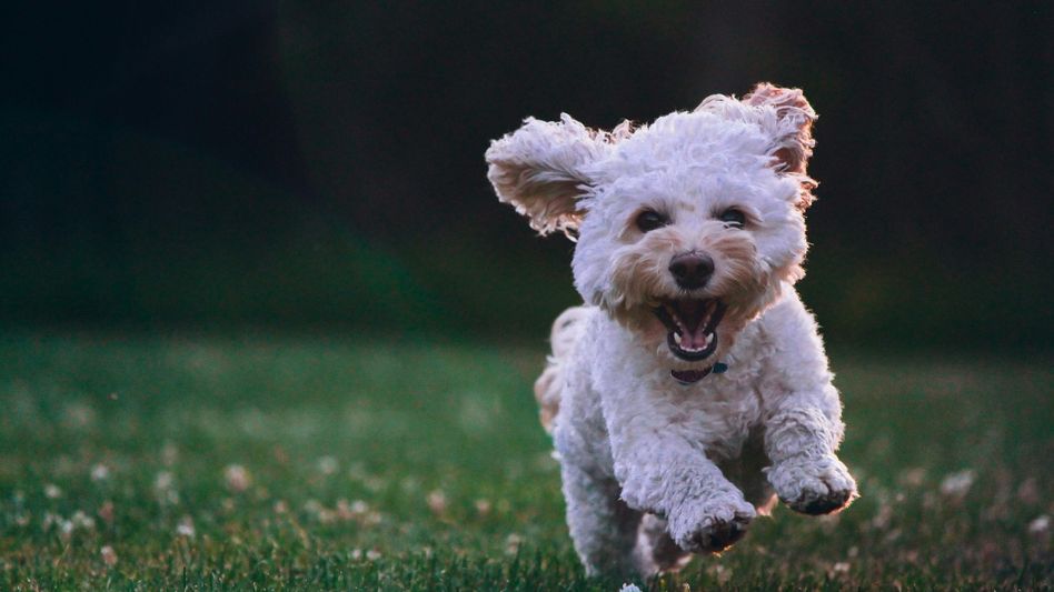 Railway pet travel rules (Representative Image/Unsplash) Railway pet travel rules (Representative Image/Unsplash)