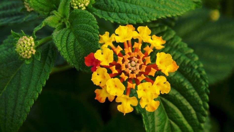 Lantana Camara dangerous for tiger habitat (Photo: Wikipedia) Lantana Camara dangerous for tiger habitat (Photo: Wikipedia)