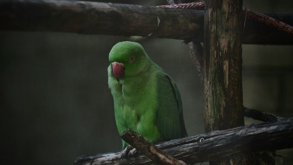 Parrot Surgery (Representative Image/Unsplash) Parrot Surgery (Representative Image/Unsplash)