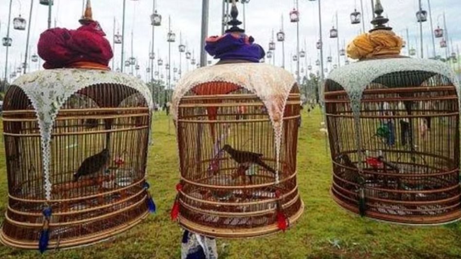 Bird Singing Competition (photo social media) Bird Singing Competition (photo social media)