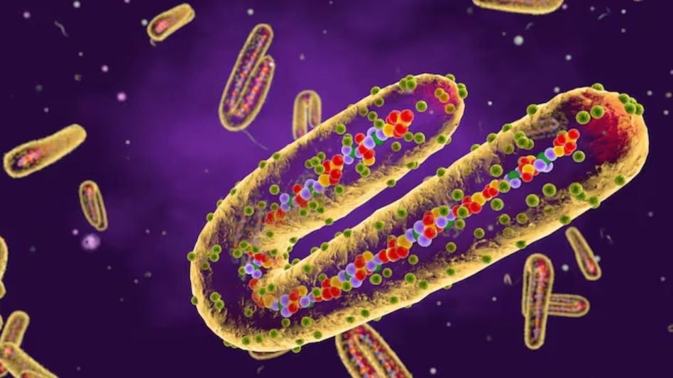 Marburg virus (Photo: Getty Images) Marburg virus (Photo: Getty Images)