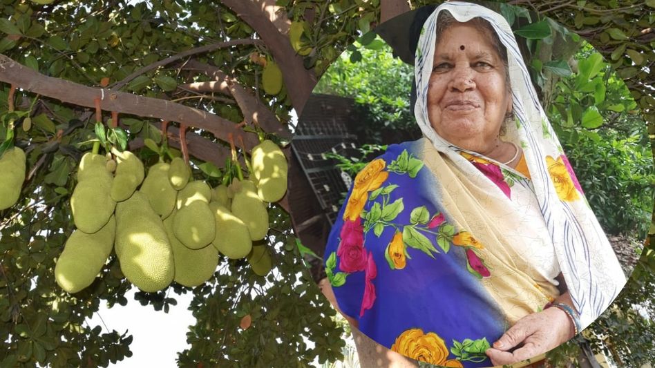 Bhagwanti devi growing apples, jackfruit and veggies etc. Bhagwanti devi growing apples, jackfruit and veggies etc.