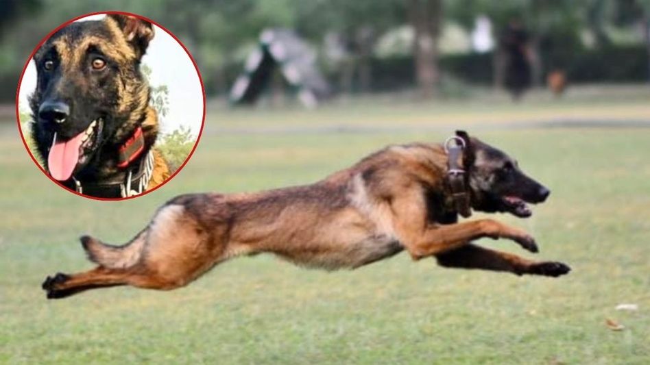 Indian Army Dog Phantom Indian Army Dog Phantom