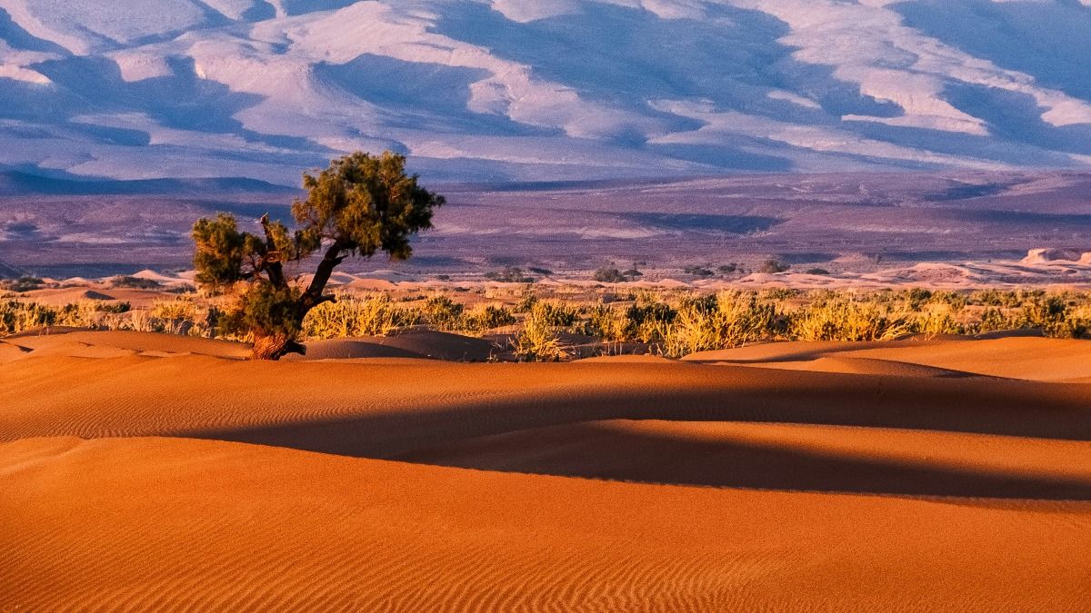 Trees Extinction  Trees Extinction