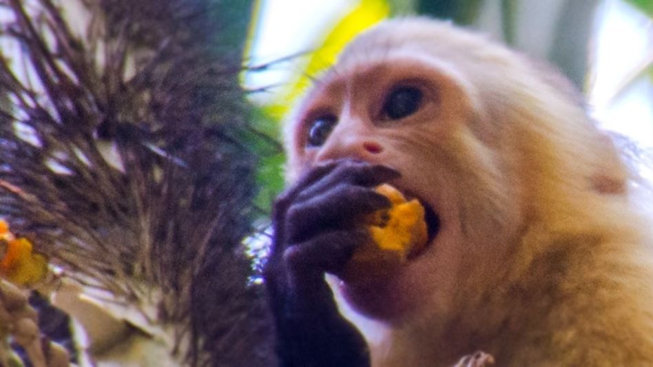 Monkey eating fruits. (uyeda/Getty Images) Monkey eating fruits. (uyeda/Getty Images)