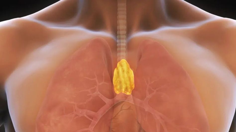 thymus gland thymus gland