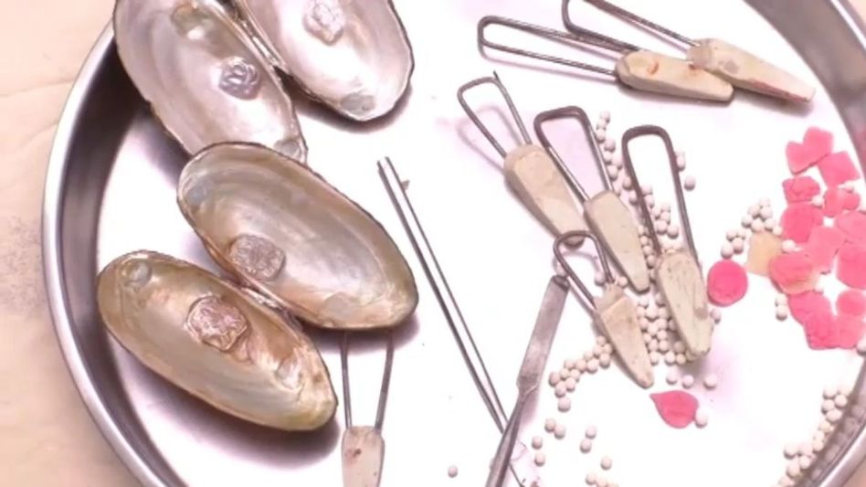 मोतियों की खेती मोतियों की खेती