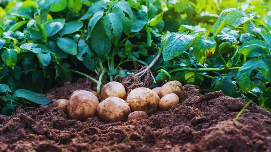 Potato Farming Potato Farming