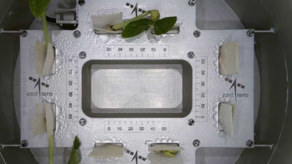 Cowpea Seeds in Space (Photo: X/@isro) Cowpea Seeds in Space (Photo: X/@isro)