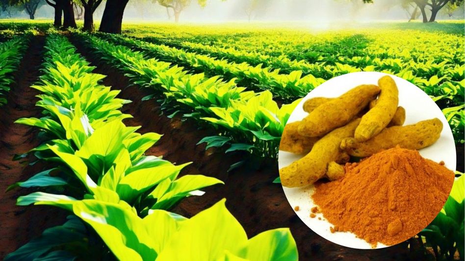 Turmeric Farming Turmeric Farming