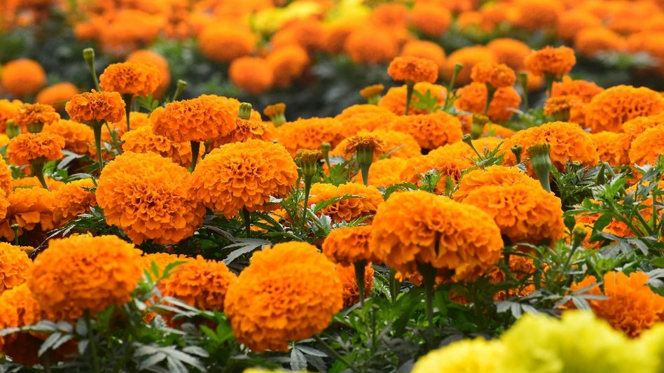 Flower farming Flower farming