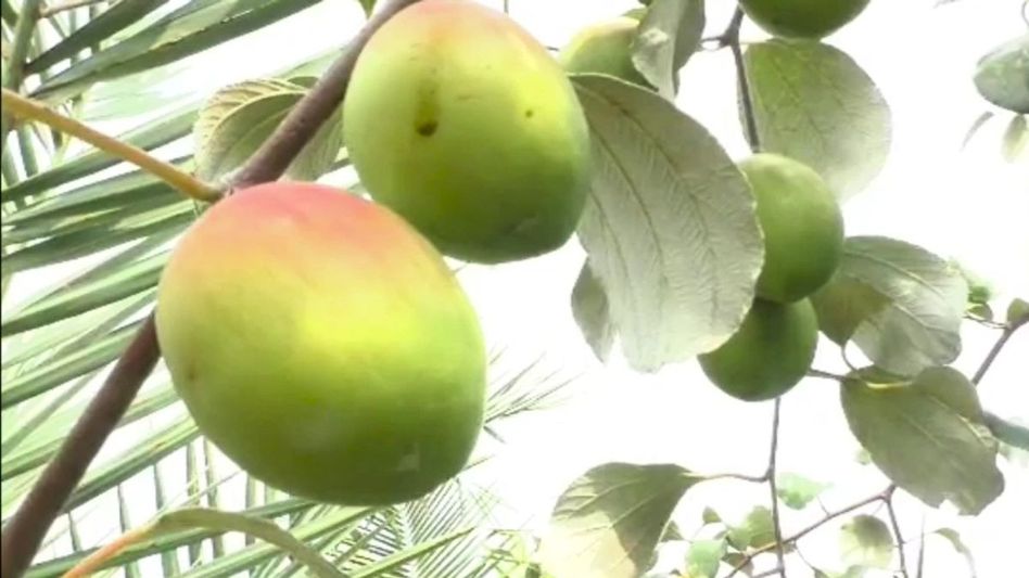 Nanded Farmer grows plum Nanded Farmer grows plum