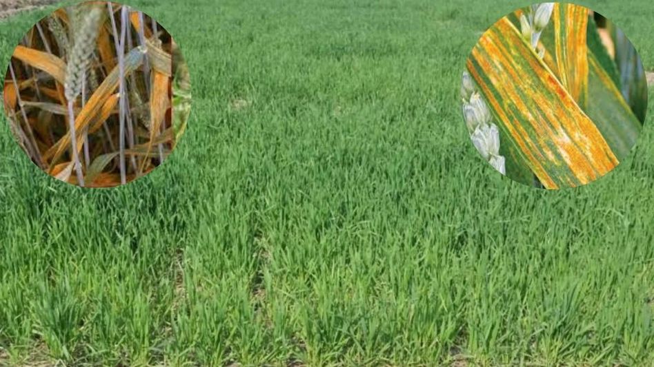 Yellow Rust Disease in Wheat Yellow Rust Disease in Wheat